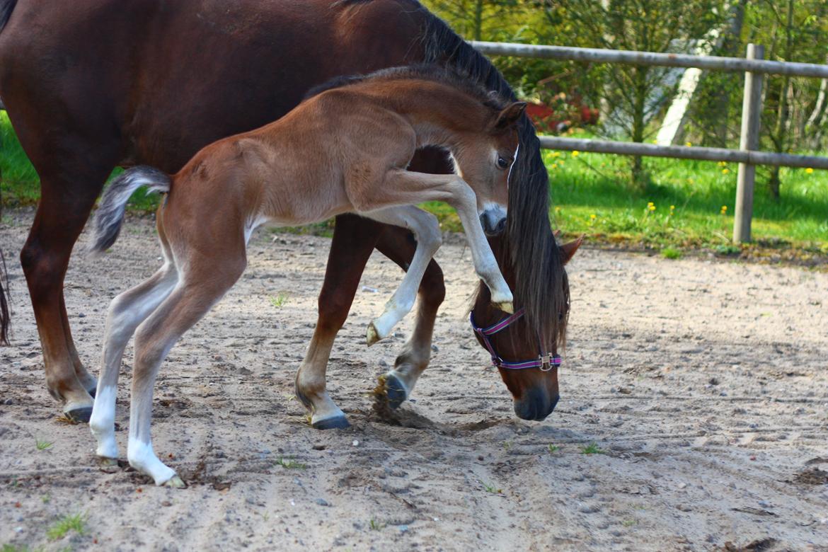 New Forest Calandias velocity billede 11