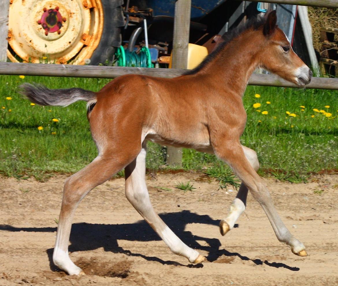 New Forest Calandias velocity billede 15