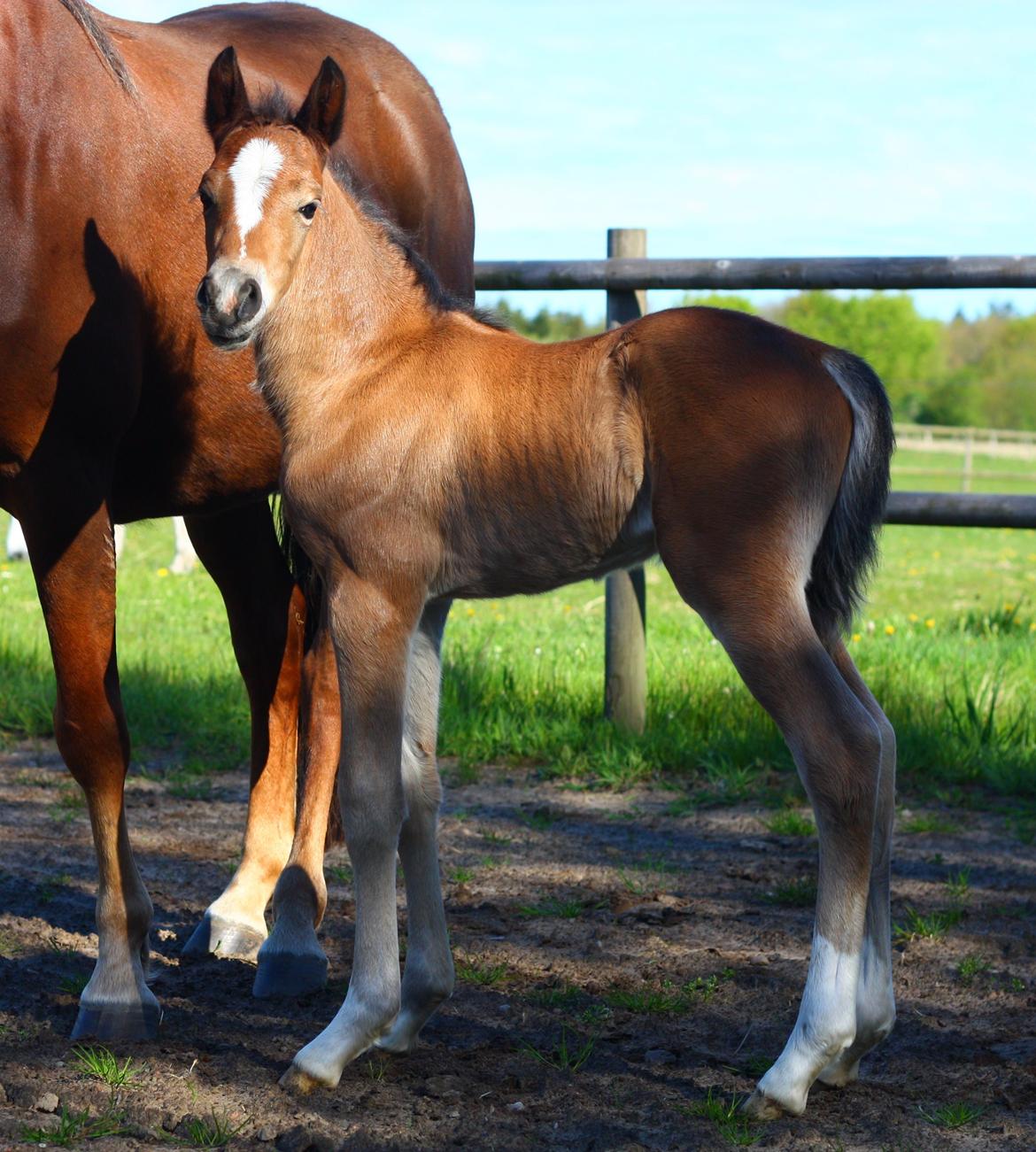 New Forest Calandias velocity billede 9