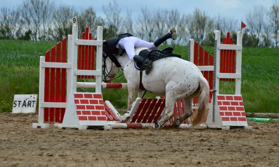 Knabstrupper Jollys Golden Sun Spot billede 3