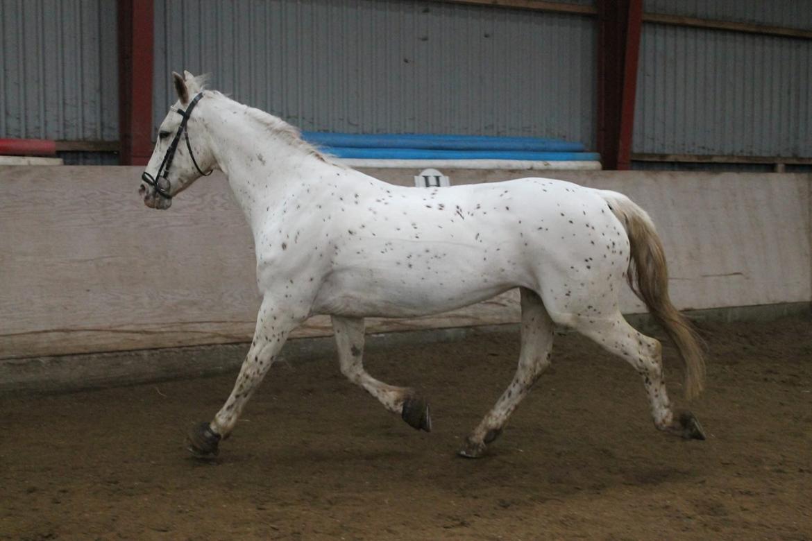 Knabstrupper Jollys Golden Sun Spot billede 4