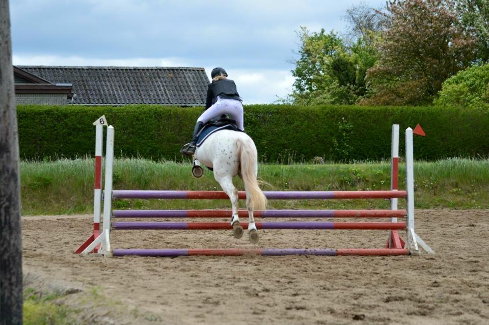 Knabstrupper Jollys Golden Sun Spot billede 7