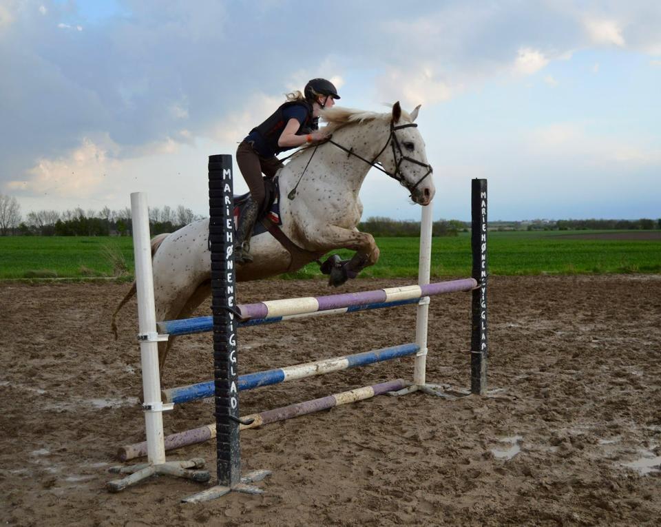 Knabstrupper Jollys Golden Sun Spot billede 10