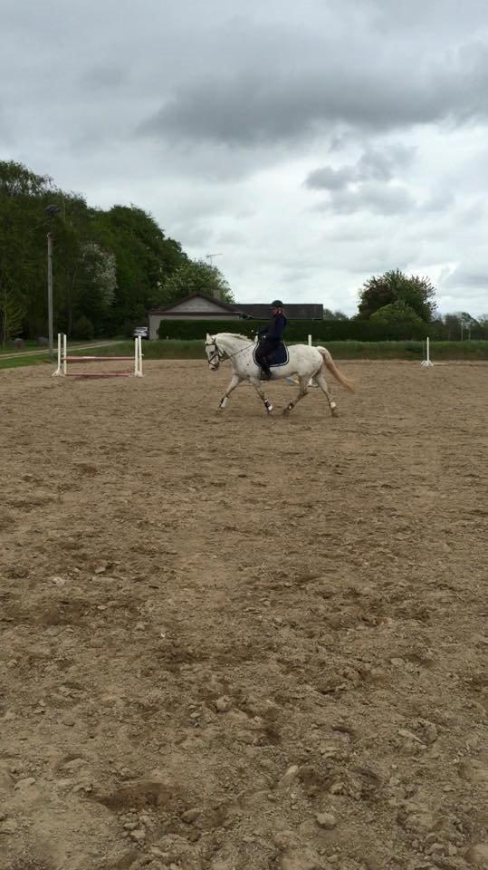 Knabstrupper Jollys Golden Sun Spot billede 2
