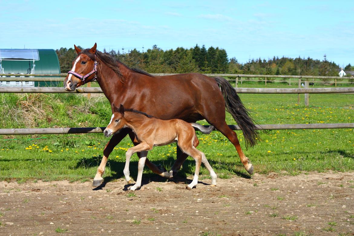 New Forest Calandias velocity billede 18