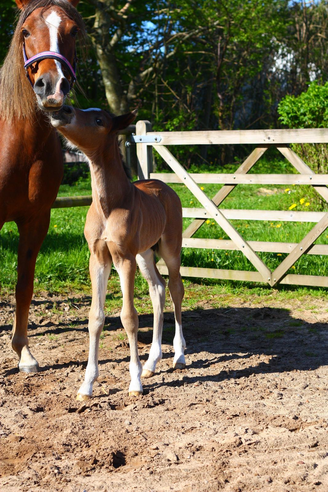 New Forest Calandias velocity billede 16