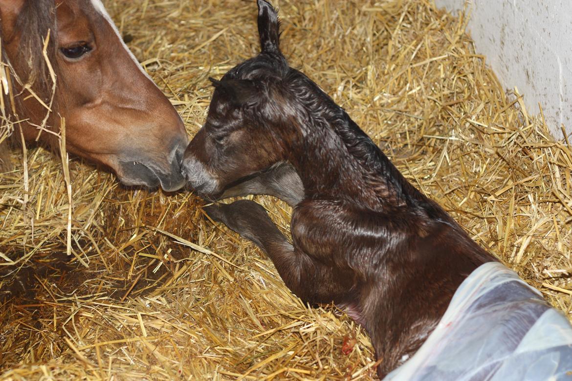 New Forest Calandias velocity billede 17