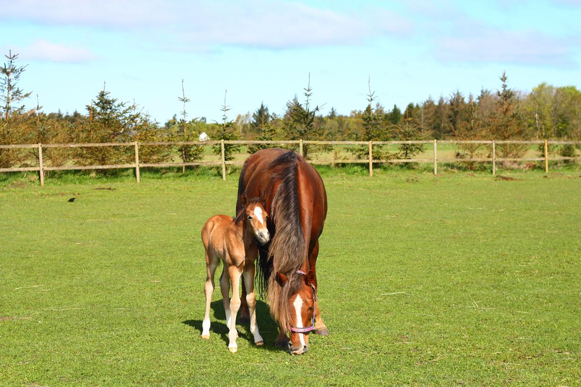 New Forest Calandias velocity billede 20