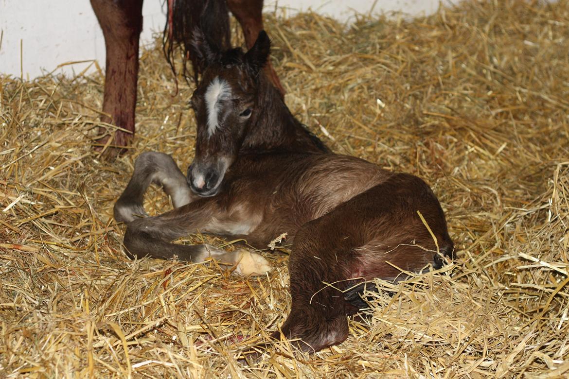 New Forest Calandias velocity billede 12