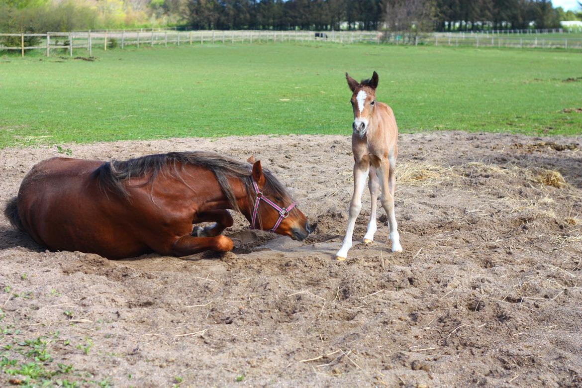 New Forest Calandias velocity billede 21