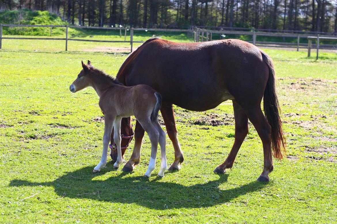 New Forest Calandias velocity billede 23