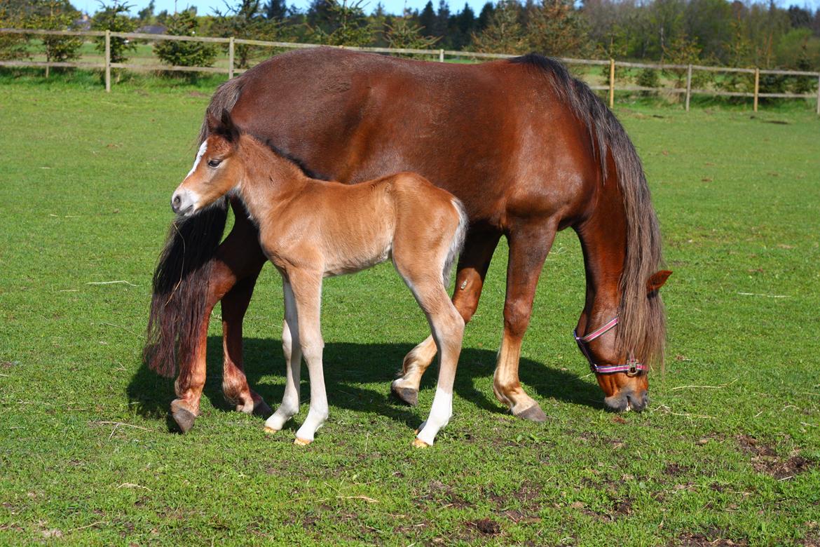 New Forest Calandias velocity billede 24