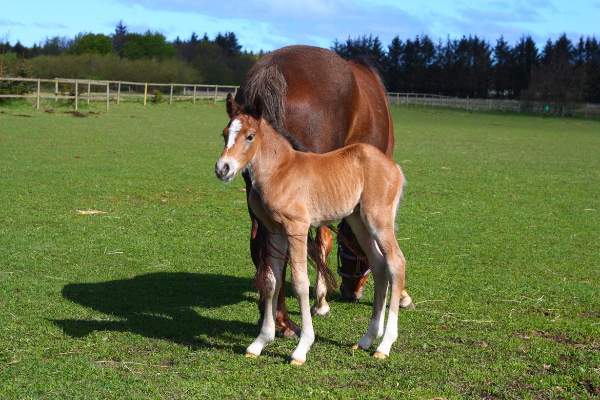 New Forest Calandias velocity billede 25