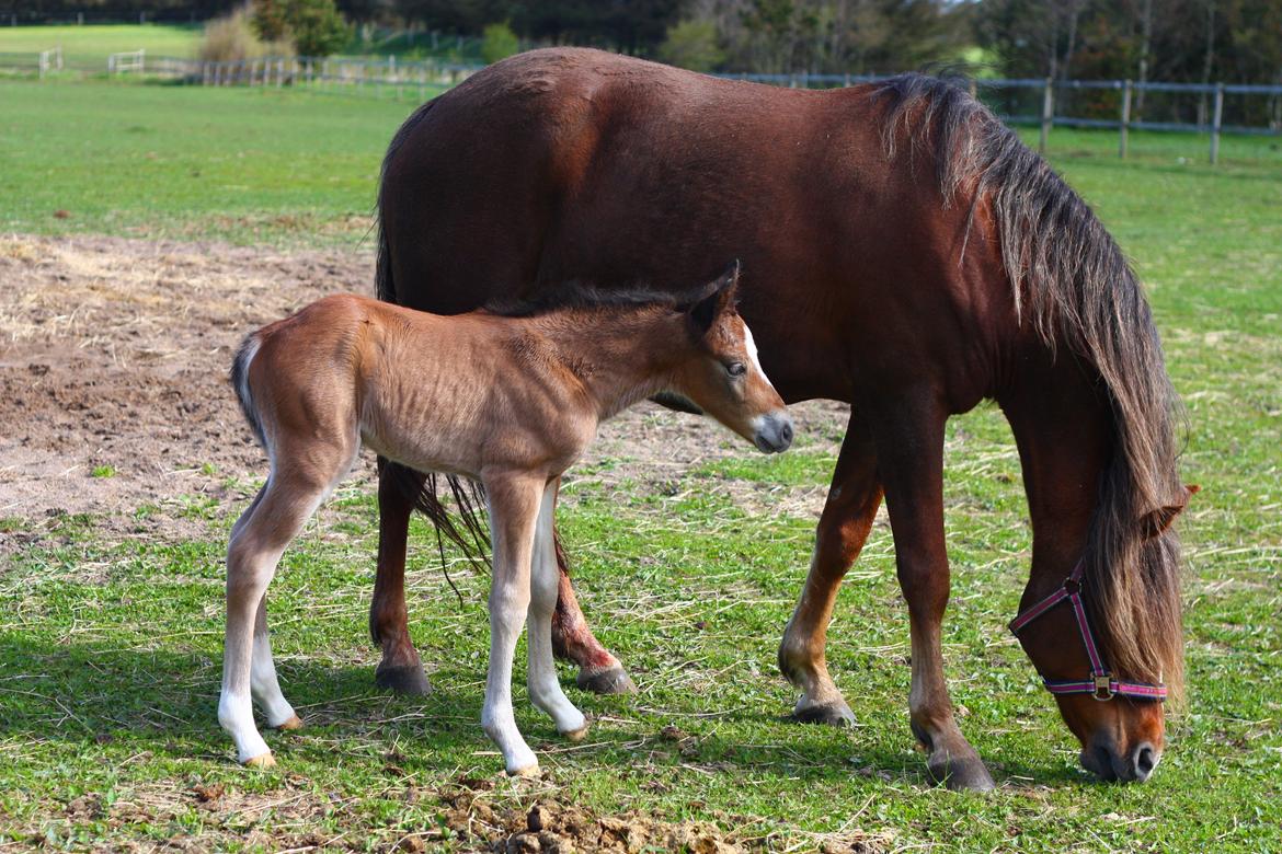 New Forest Calandias velocity billede 22