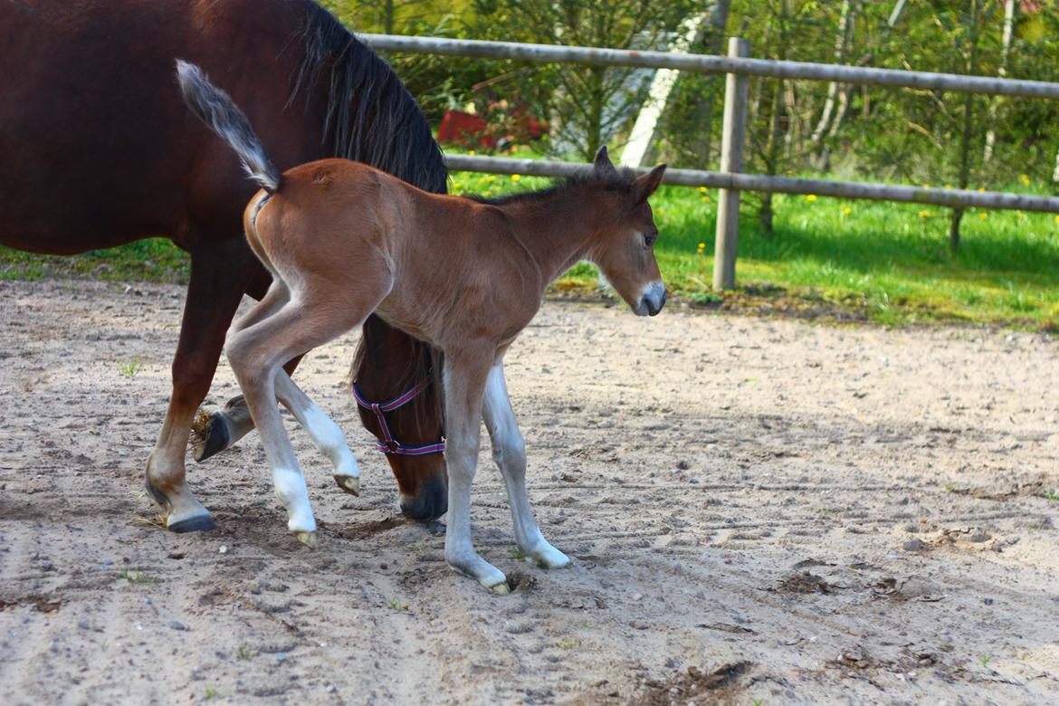 New Forest Calandias velocity billede 26