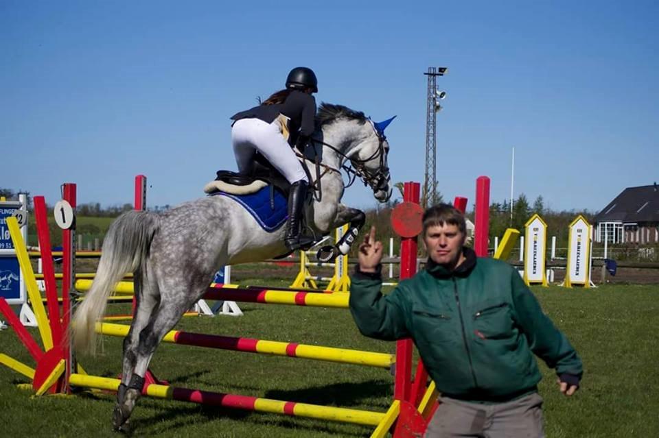 Dansk Varmblod Jasmin billede 13
