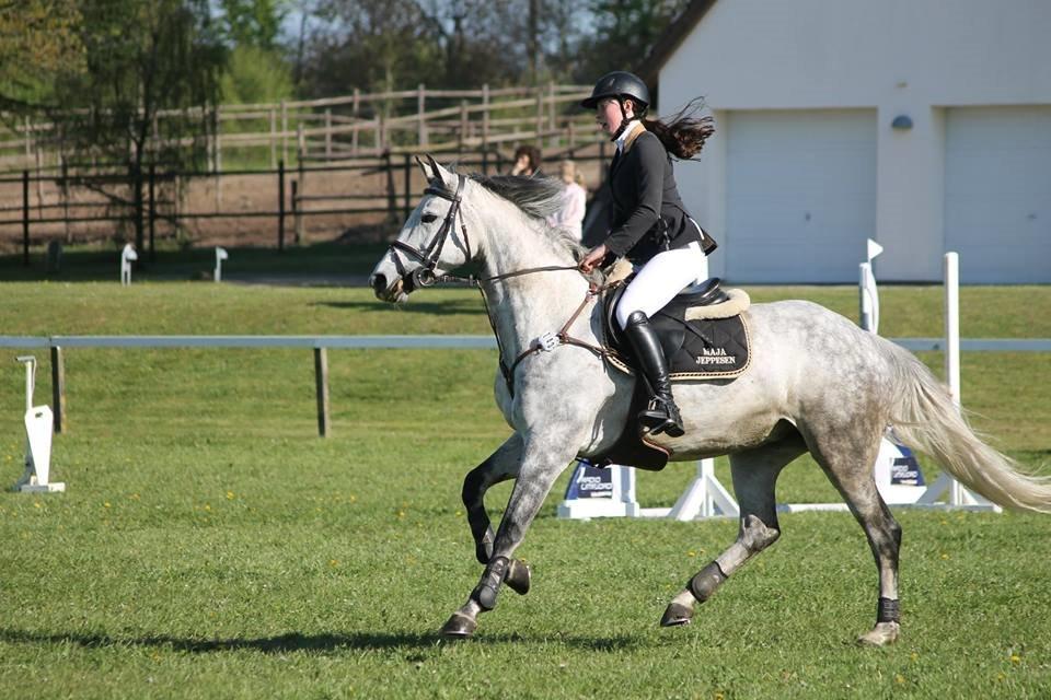 Dansk Varmblod Jasmin billede 15