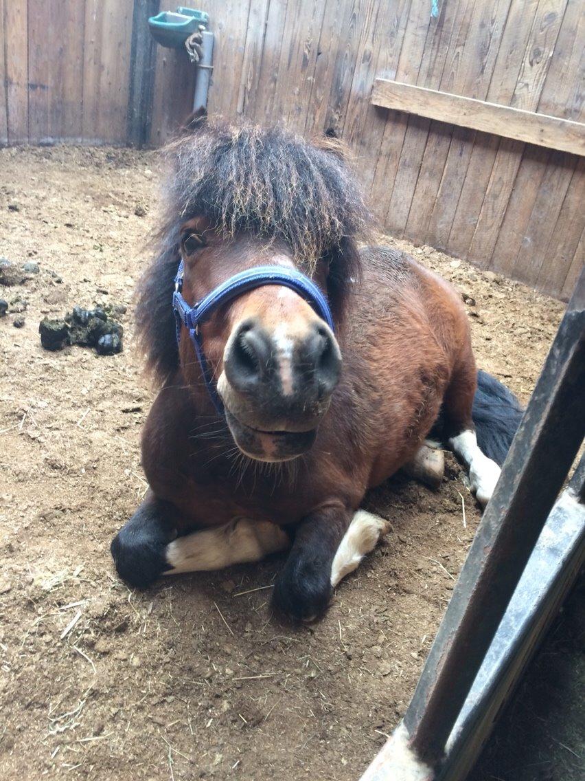 Shetlænder Lehnskovs Ibrahim (Ib) billede 4