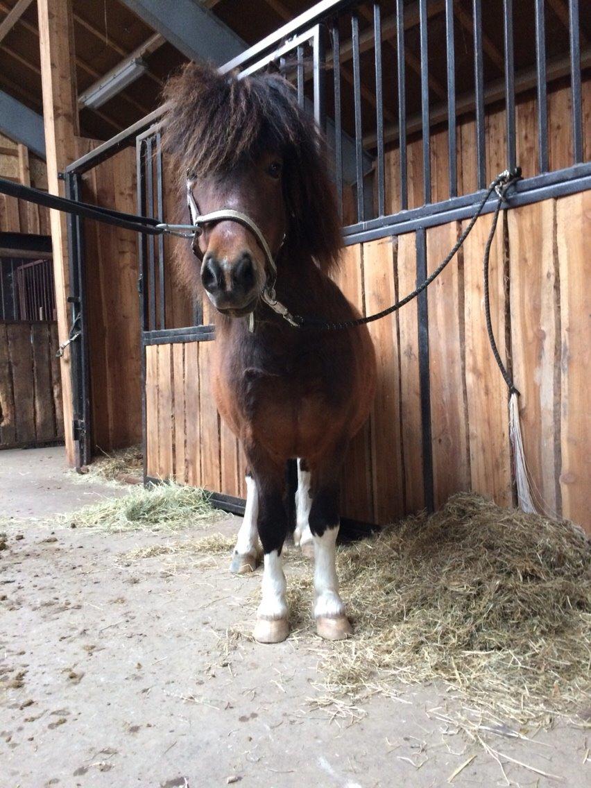 Shetlænder Lehnskovs Ibrahim (Ib) billede 1