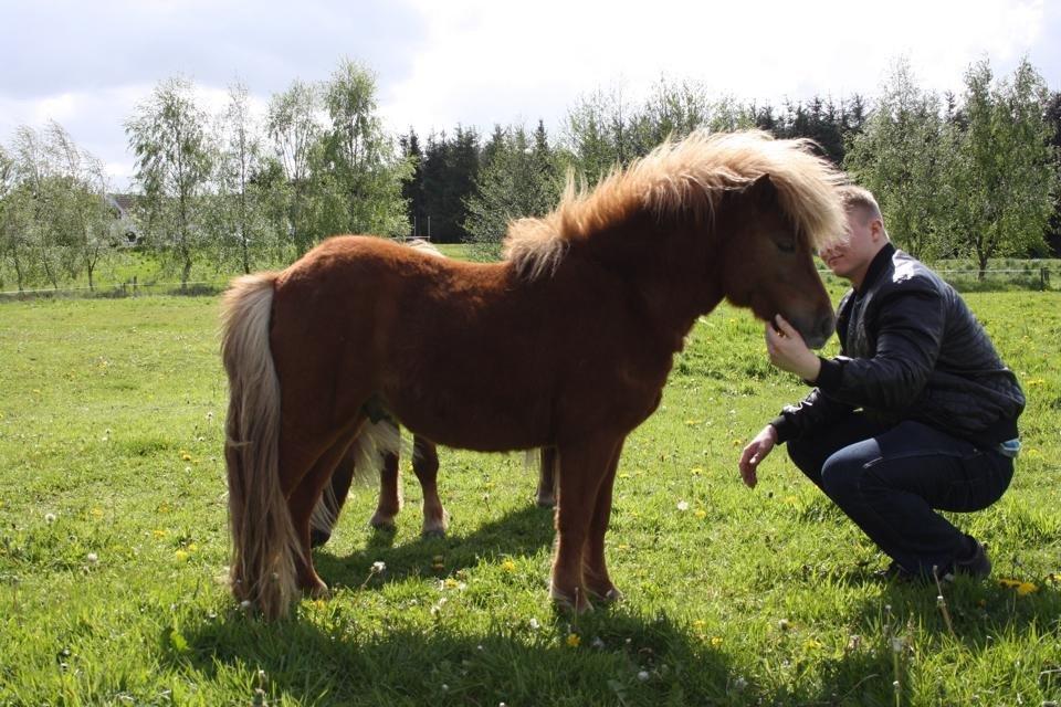 Shetlænder Baks Sorrel - 17.05.15 - hingstefold billede 15