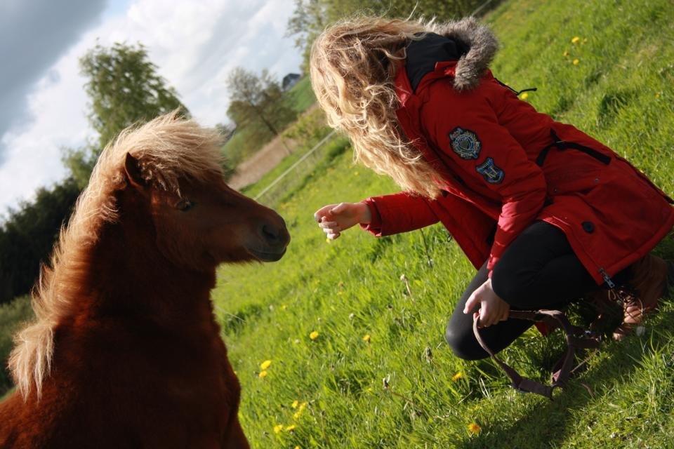Shetlænder Baks Sorrel - 17.05.15 billede 17