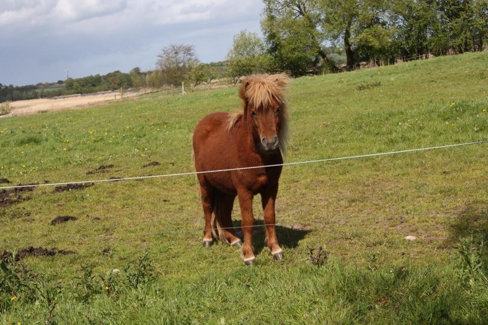 Shetlænder Baks Sorrel - 17.05.15 - Hingstefold billede 16