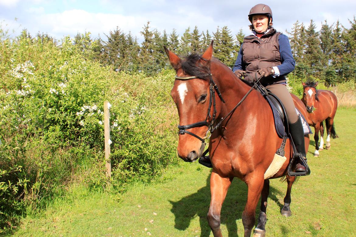Dansk Varmblod Klostervangs nautilus billede 13