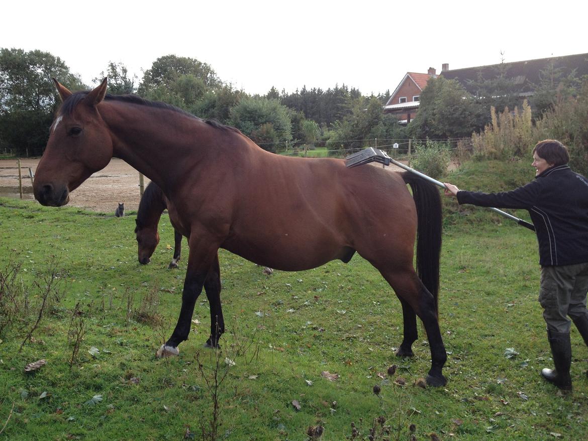 Dansk Varmblod Klostervangs nautilus billede 24