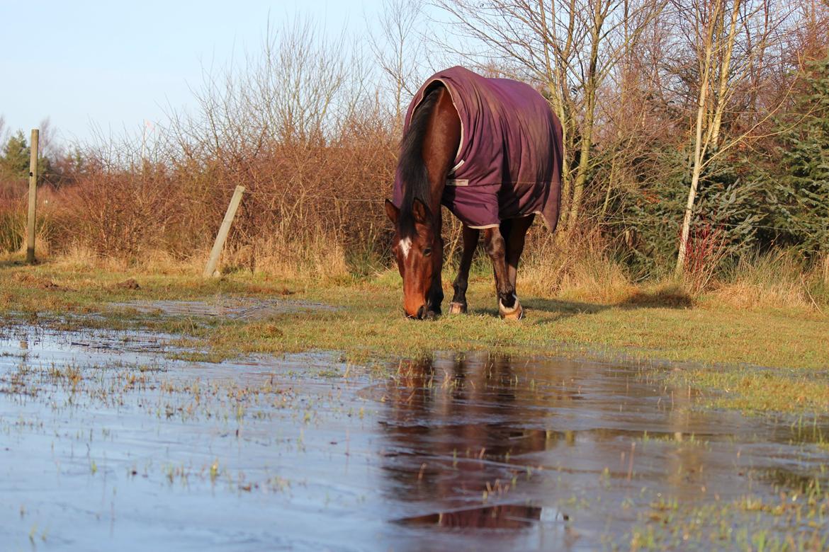 Dansk Varmblod Klostervangs nautilus billede 20