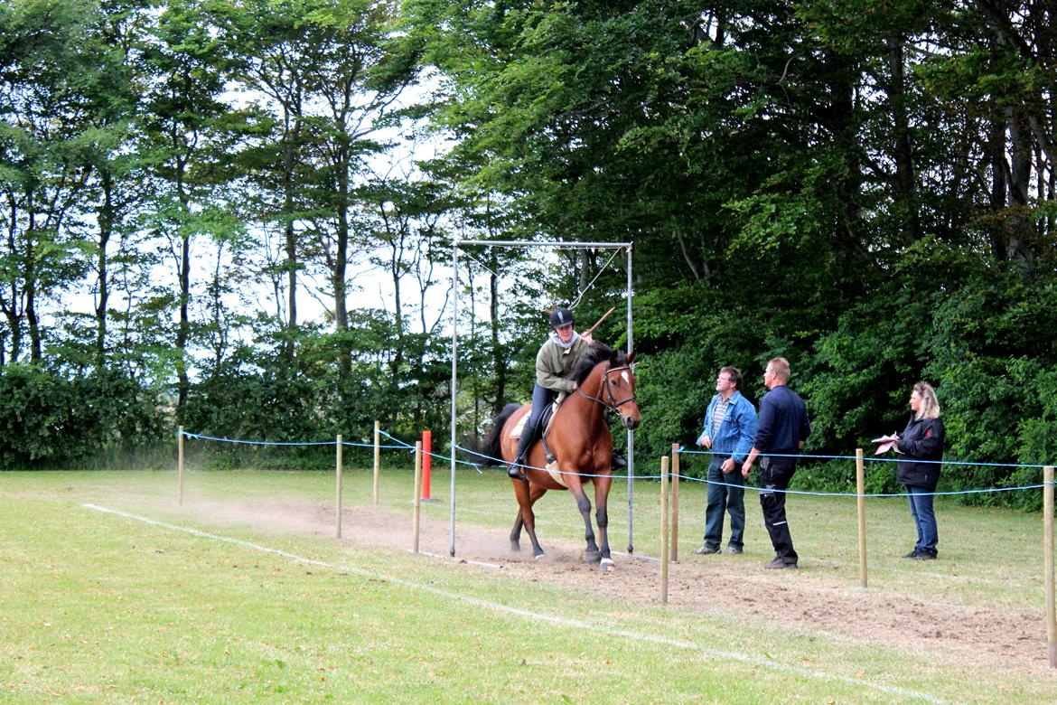 Dansk Varmblod Klostervangs nautilus billede 19
