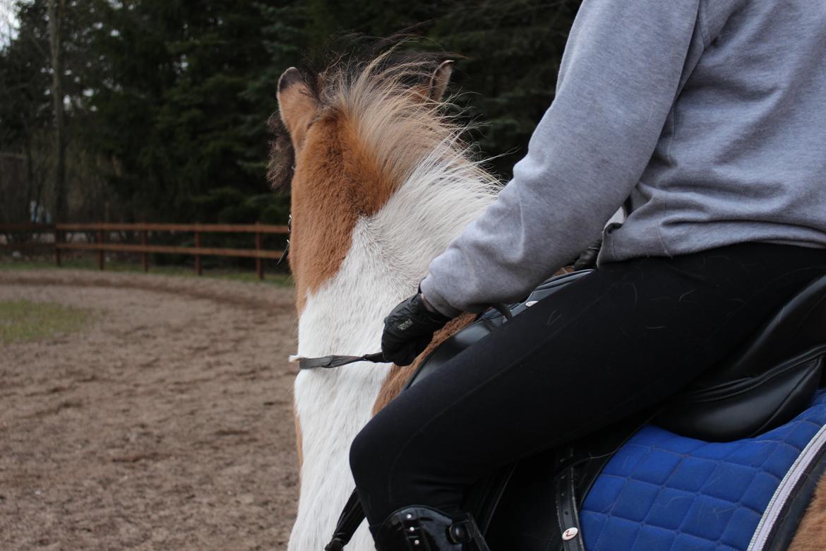 Anden særlig race Amigo  billede 2