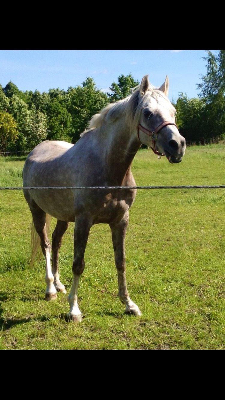 Arabisk fuldblod (OX) Faari Hisaan Star billede 15