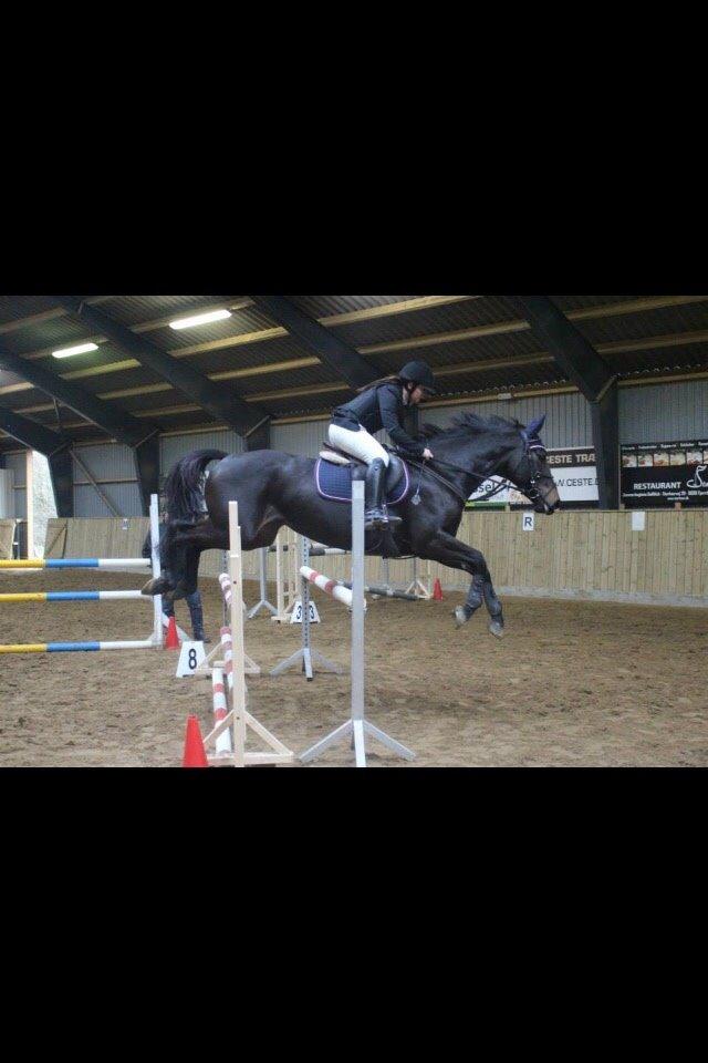 Anden særlig race Legends miss laya billede 14