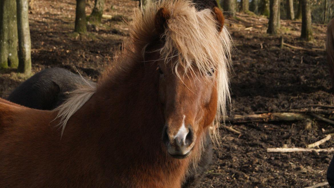 Islænder Neisti fra Lysenge - 2015 billede 15