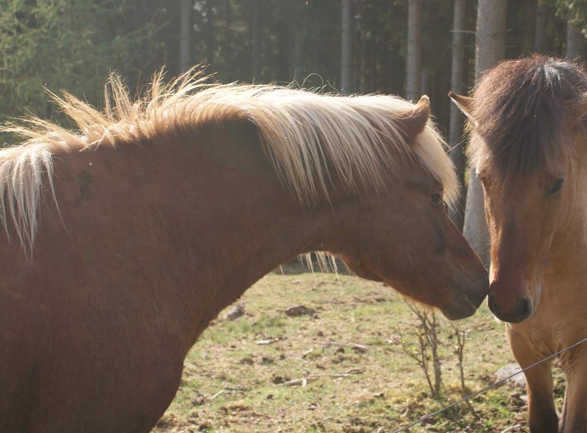 Islænder Neisti fra Lysenge - 2015 billede 16