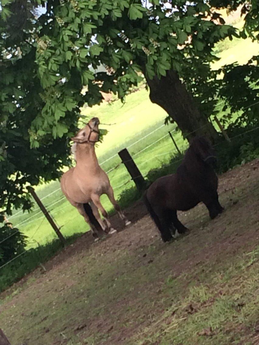 Fjordhest R.I.P sørups ischa billede 17