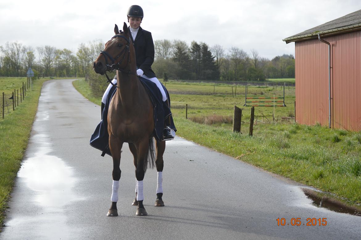 Fuldblod (XX) Nightstar xx billede 4