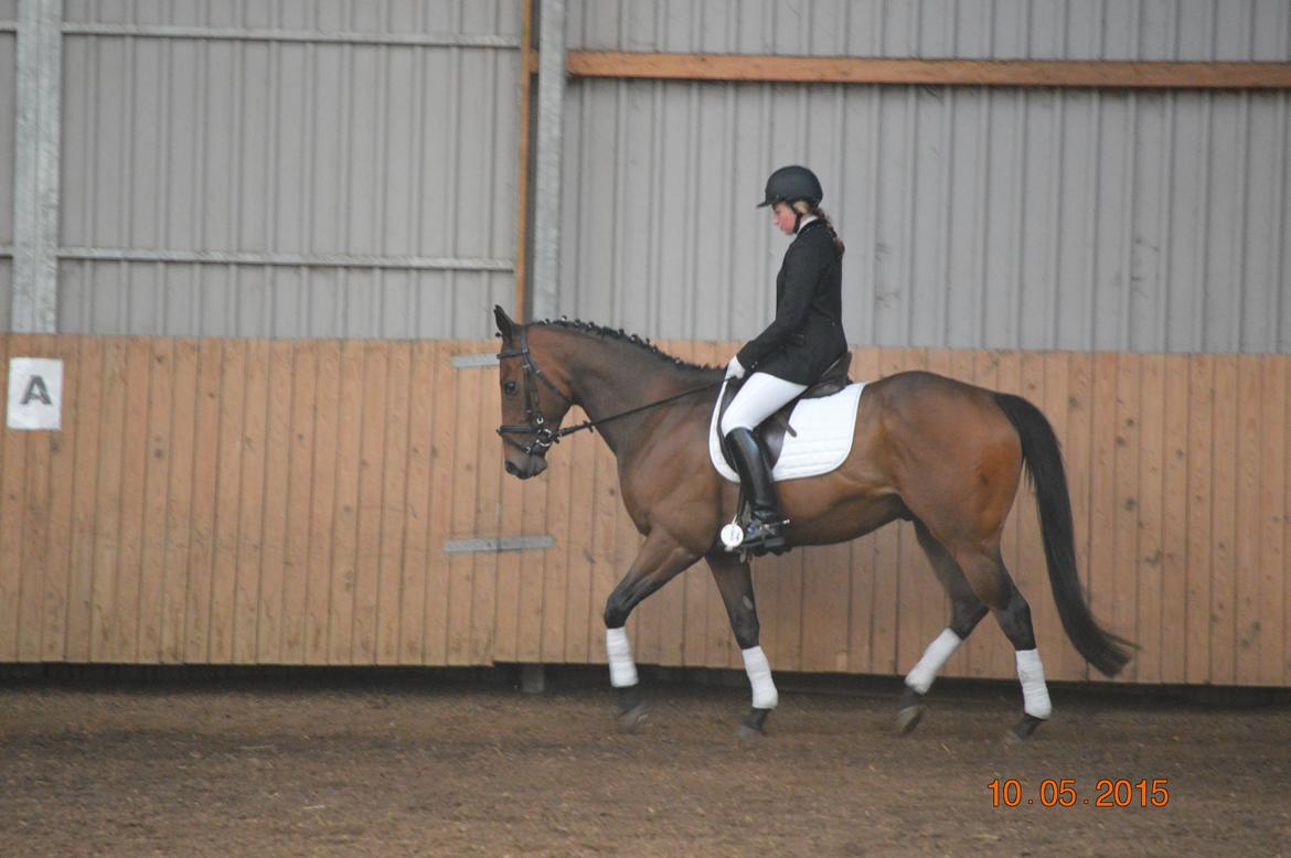 Fuldblod (XX) Nightstar xx - Første dressur stævne 10-5 2015 billede 5
