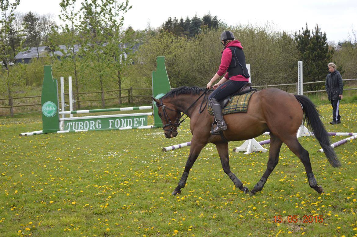 Fuldblod (XX) Nightstar xx billede 7