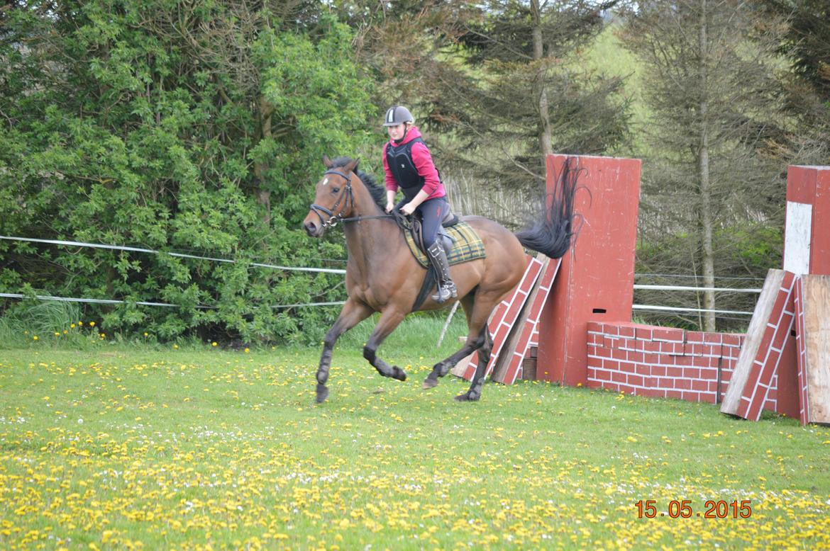 Fuldblod (XX) Nightstar xx billede 10