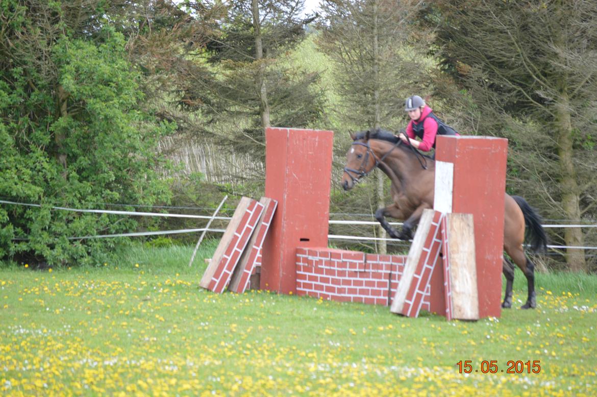 Fuldblod (XX) Nightstar xx billede 8