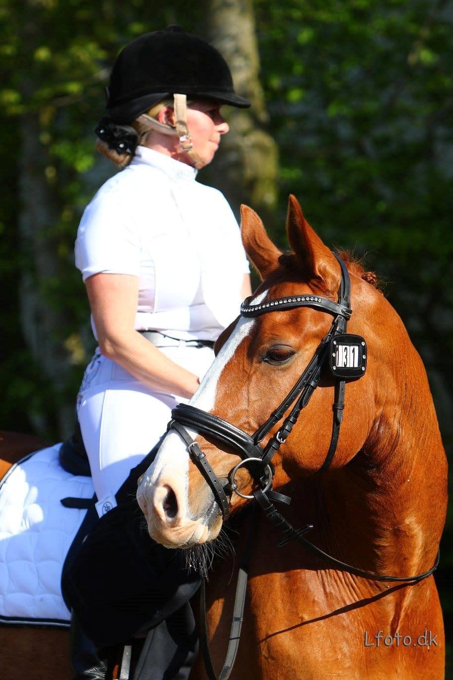 Dansk Varmblod Lindegaardens Zafir  - LA2 distriktstævne Morsø 2015 billede 1