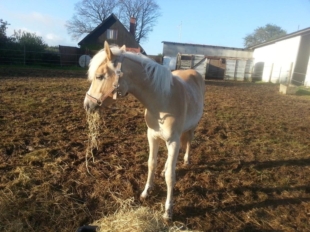 Haflinger Hellia billede 15