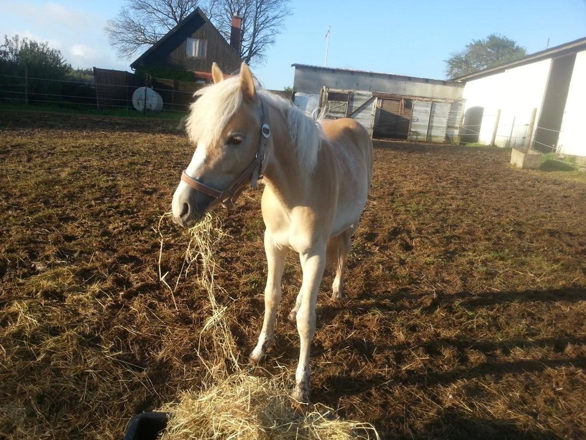 Haflinger Hellia billede 8