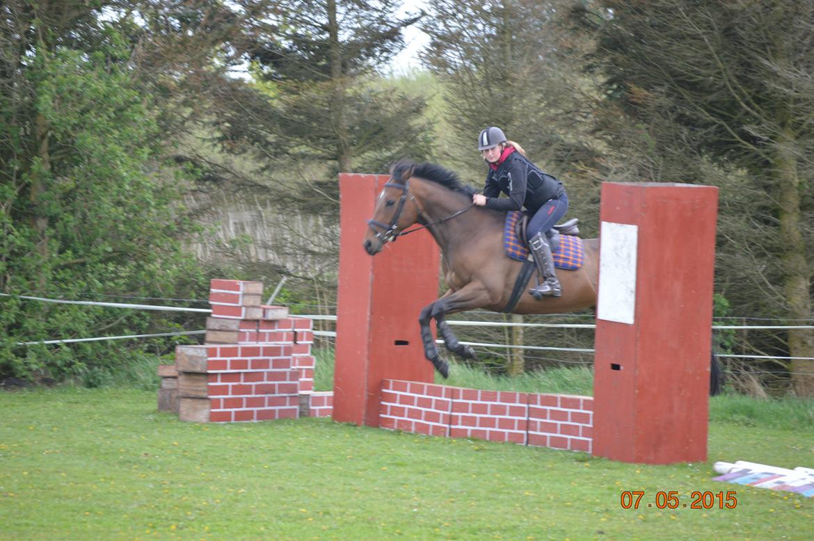 Fuldblod (XX) Nightstar xx billede 14