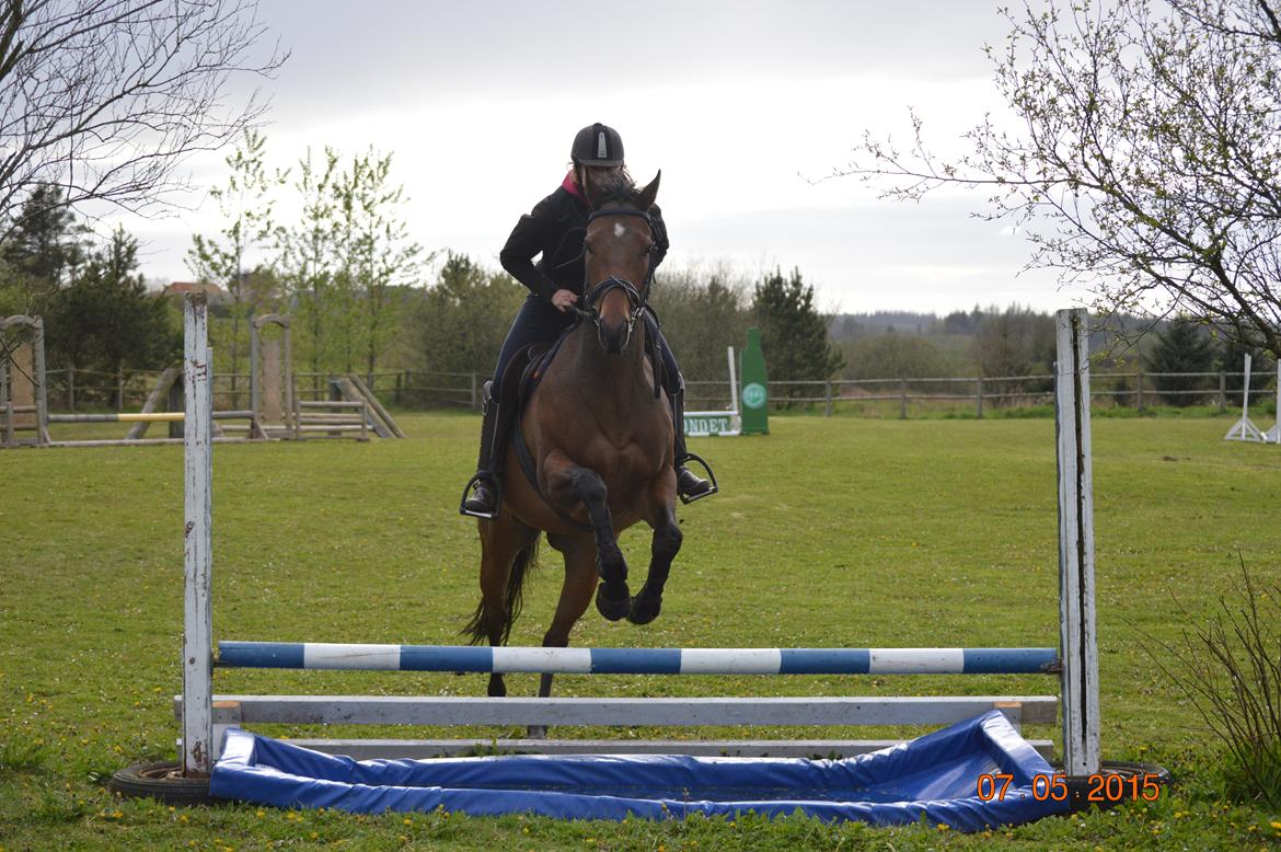 Fuldblod (XX) Nightstar xx billede 15