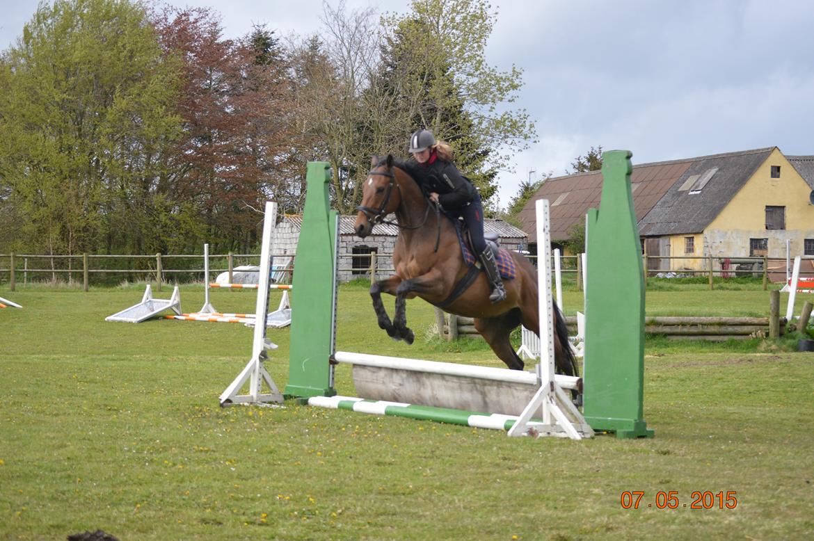 Fuldblod (XX) Nightstar xx billede 16