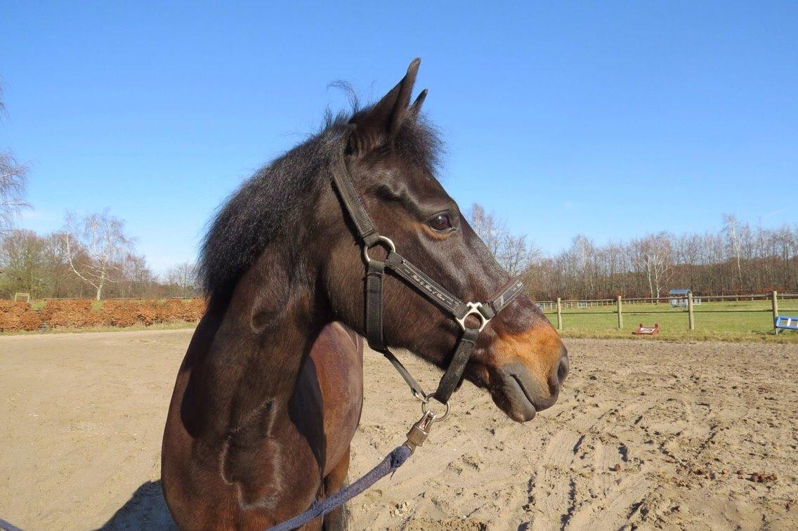 New Forest Hogenhof's Jeanetta - Flotte pony billede 1