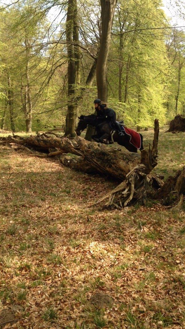 New Forest Hogenhof's Jeanetta - i Dyrehaven hvor vi springer 120 billede 2