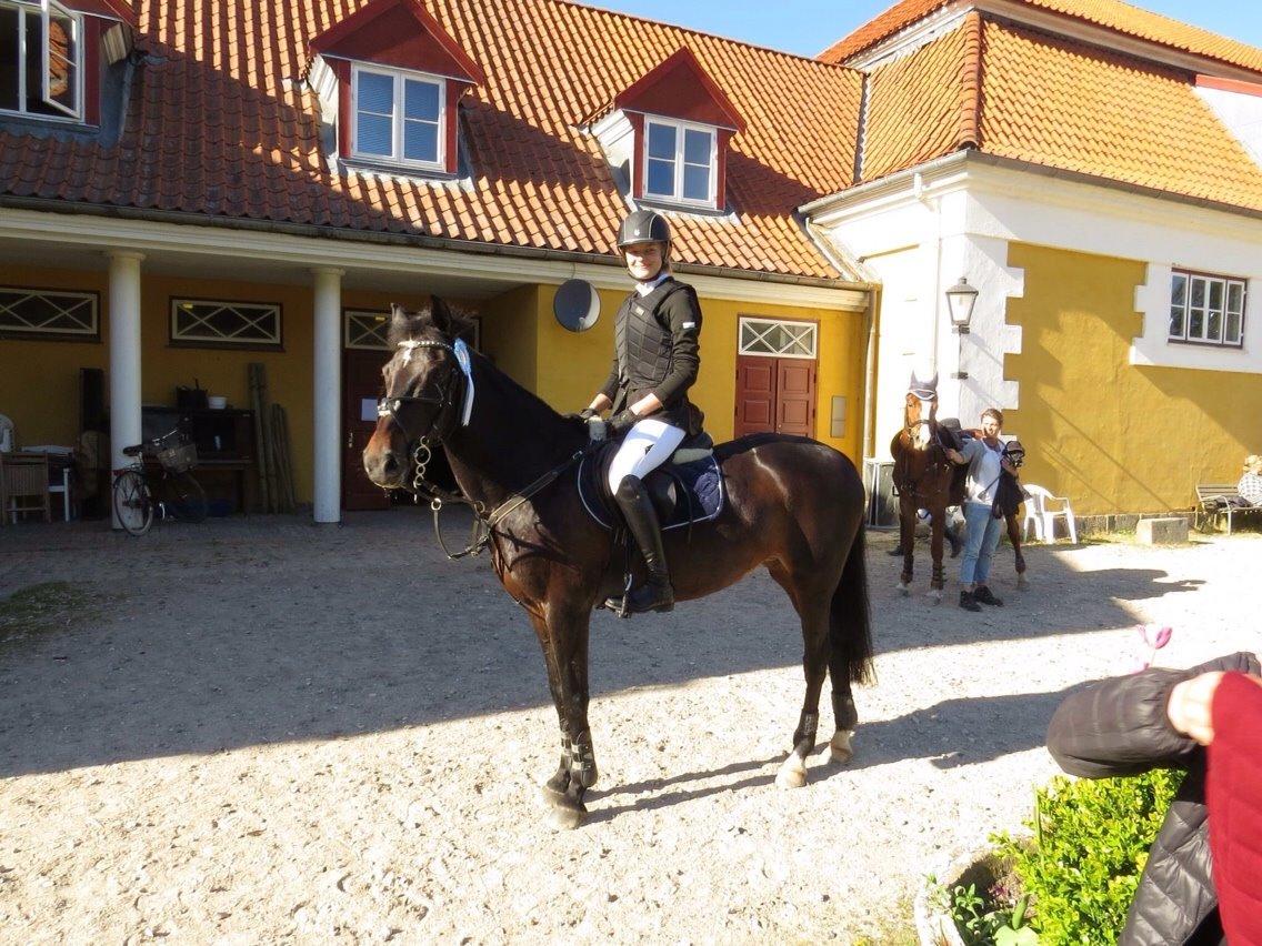 New Forest Hogenhof's Jeanetta - til vores første stævne billede 3